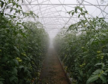 greenhouse fogging
